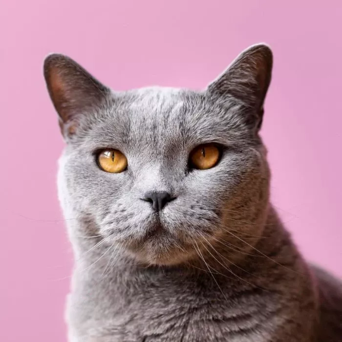 kedi kategorisi kedi petshop ürünleri için kedi fotoğrafı