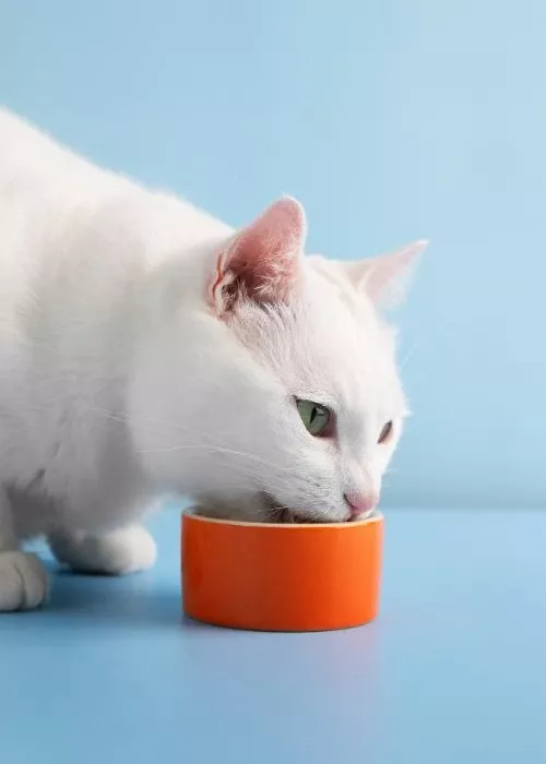 kedi mamasi kategorisi kedi maması kategorisi için kedi fotoğrafı