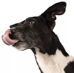 köpek petshop ürünleri fotoğrafı