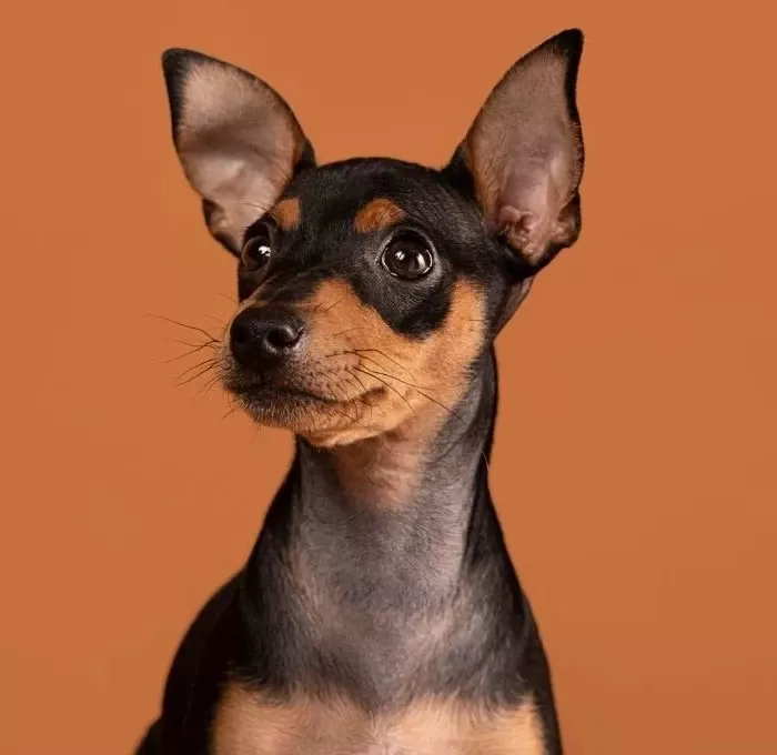 kopek kategorisi köpek petshop ürünleri için köpek fotoğrafı