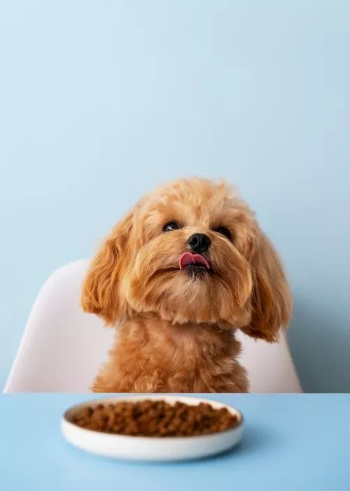 kopek mamasi kategorisi köpek maması kategorisi için köpek fotoğrafı