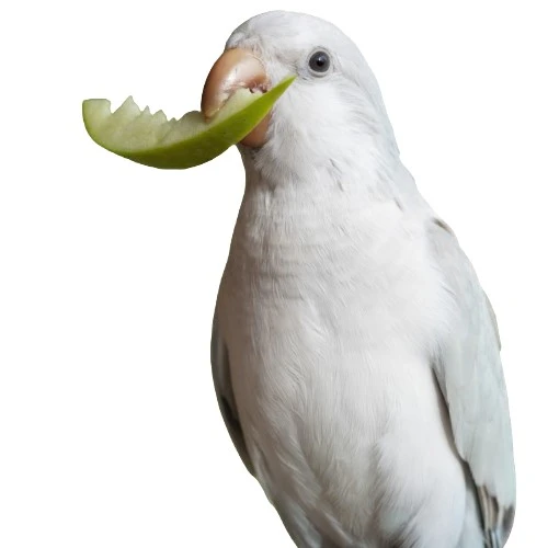 kuş petshop ürünleri fotoğrafı