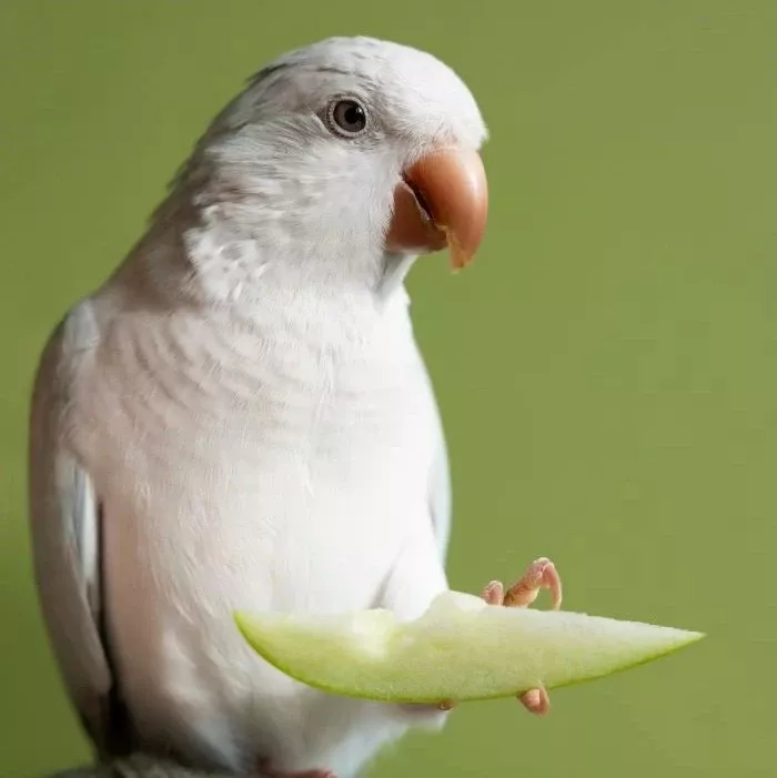 kus kategorisi kuş petshop ürünleri için kuş fotoğrafı