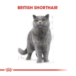 Royal Canin British Shorthair Adult Yetiskin Kedi Mamasi1 Royal Canin British Shorthair Adult Yetiskin Kedi Mamasi1