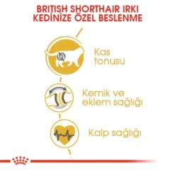Royal Canin British Shorthair Adult Yetiskin Kedi Mamasi2 Royal Canin British Shorthair Adult Yetiskin Kedi Mamasi2