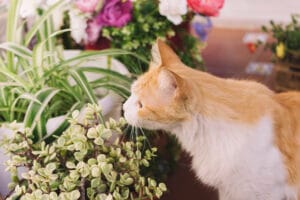 cat smelling plant cicek koklayan kedi