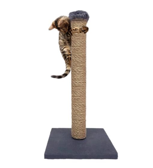 kedi-tirmalama-tahtasi-hasir0